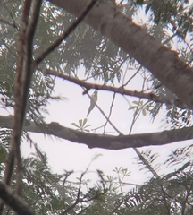 Chrysococcyx cupreus