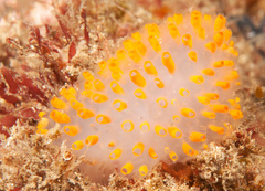 Polycitor giganteus