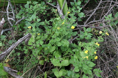Image of Goodenia grandiflora by (c) Greg Tasney, some rights reserved (CC BY-SA)