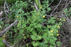 Goodenia grandiflora
