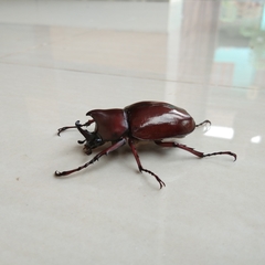 Xylotrupes gideon gideon