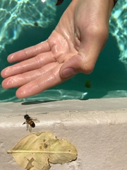 Apis mellifera