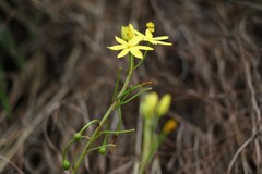 Bulbine vagans