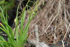 Bulbine vagans