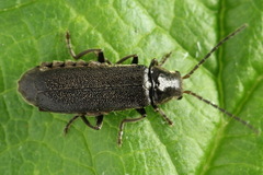 Cantharis paludosa