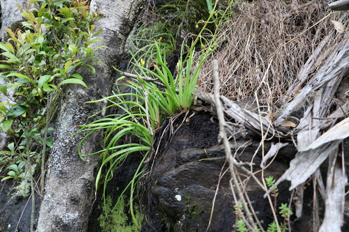Bulbine vagans