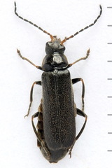 Cantharis paludosa