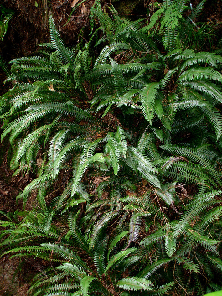 Blechnum durum