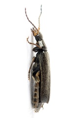 Cantharis paludosa