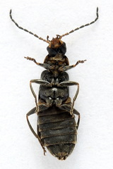 Cantharis paludosa