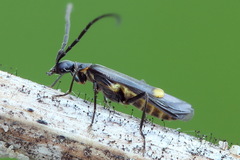 Malthodes marginatus