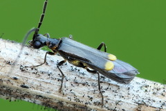 Malthodes marginatus