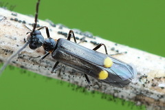 Malthodes marginatus