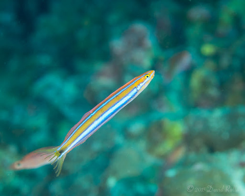 Plagiotremus rhinorhynchos observed 2015-02-22