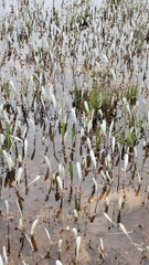 Arctotheca forbesiana