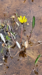 Arctotheca forbesiana