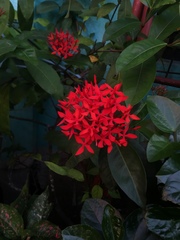 Ixora