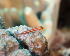 Helcogramma striata