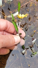 Arctotheca forbesiana