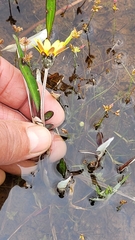 Arctotheca forbesiana