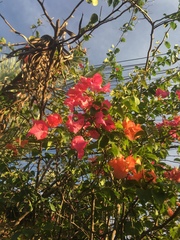 Bougainvillea