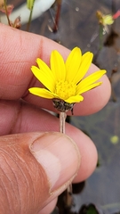 Arctotheca forbesiana