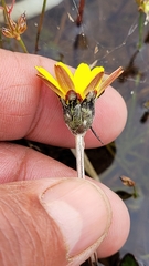 Arctotheca forbesiana