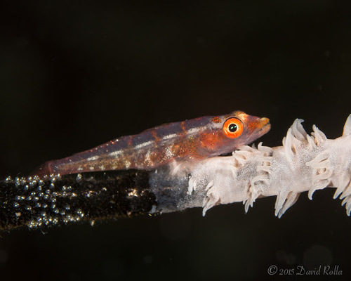 Bryaninops yongei observed 2015-02-22