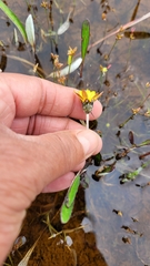 Arctotheca forbesiana