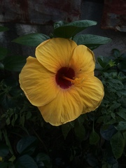 Hibiscus
