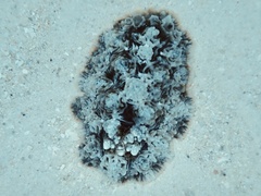 Dendrodoris tuberculosa