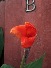 Canna × generalis