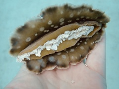 Dendrodoris tuberculosa