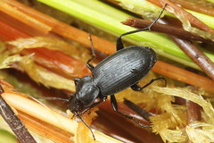 Agonum ericeti