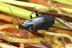 Agonum ericeti