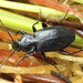 Agonum ericeti - Photo (c) Andrey Ponomarev, some rights reserved (CC BY-NC), uploaded by Andrey Ponomarev