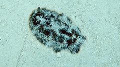 Dendrodoris tuberculosa