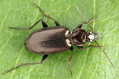 Agonum gracilipes