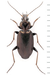 Agonum gracilipes