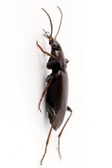Agonum gracilipes