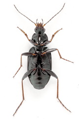 Agonum gracilipes