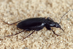 Agonum lugens