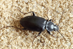 Agonum lugens