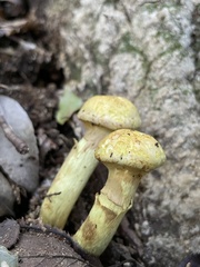 Agaricales