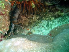 Orectolobus leptolineatus