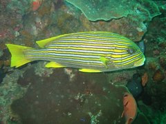 Plectorhinchus polytaenia