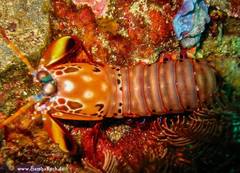 Odontodactylus scyllarus