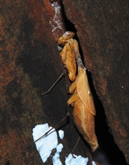 Dystacta