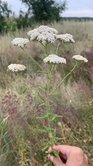 Achillea setacea