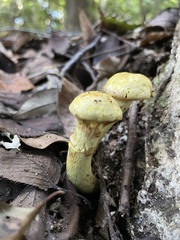 Agaricales